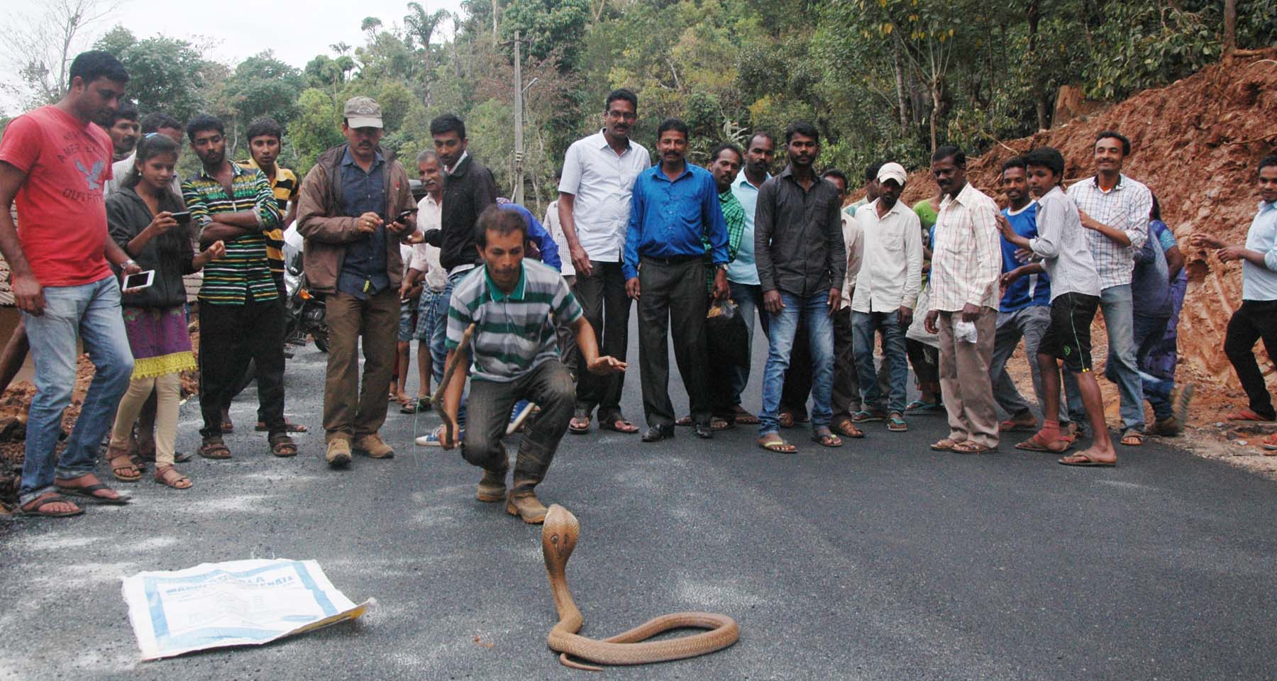 ​ ಸ್ನೇಕ್ ಆರೀಫ್‌ನಿಂದ ಜಾವಳಿಯಲ್ಲಿ 2 ನಾಗರಹಾವು ಸೆರೆ